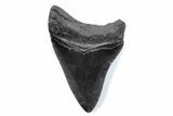 Fossil Megalodon Tooth - South Carolina #370476-1